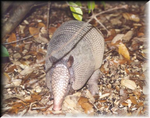 20 Armadillo